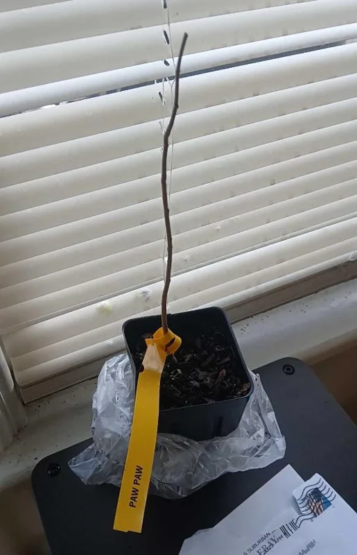 Paw Paw Tree Live Plant – Cold Hardy Fruit Tree Seedling 6-12 inches Tall in Quart Pot - Image 8