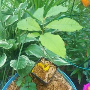 Paw Paw Tree Live Plant – Cold Hardy Fruit Tree Seedling 6-12 inches Tall in Quart Pot - Image 9