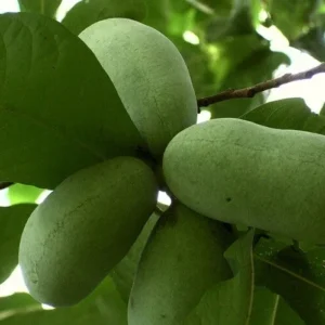 Pawpaw Tree Live Plant - 1 ft Tall Asimina triloba Fruit Tree for Home Garden - Image 3