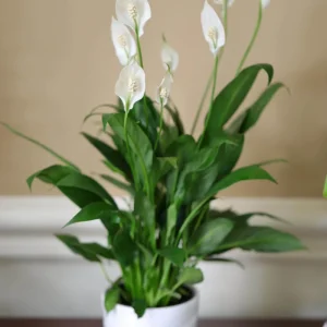 Peace Lily Live Plant 4 inch Pot - Air Purifying Indoor Plant with White Blooms - Image 2