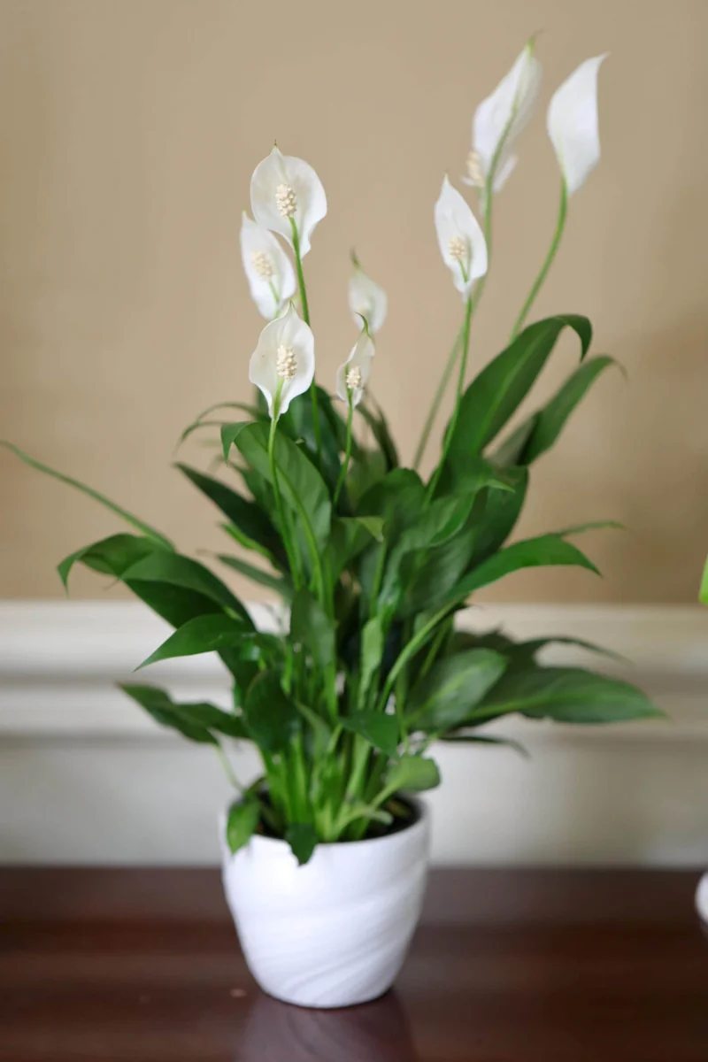 Peace Lily Live Plant 4 inch Pot - Air Purifying Indoor Plant with White Blooms - Image 2