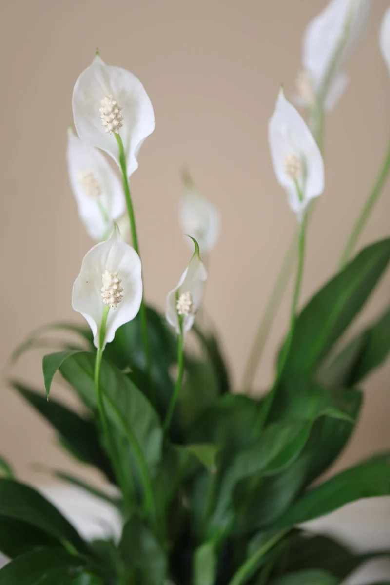 Peace Lily Live Plant 4 inch Pot - Air Purifying Indoor Plant with White Blooms - Image 3