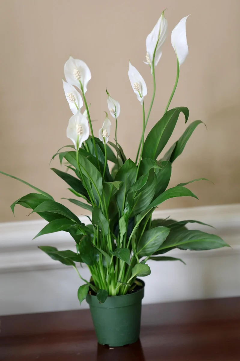 Peace Lily Live Plant 4 inch Pot - Air Purifying Indoor Plant with White Blooms - Image 4