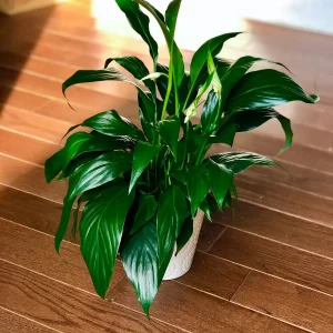 Peace Lily Live Plant - 4" Nursery Pot - Easy Care Indoor Houseplant - Image 2