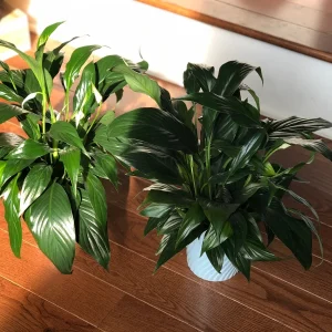Peace Lily Live Plant - 4