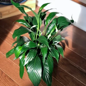 Peace Lily Live Plant - 4