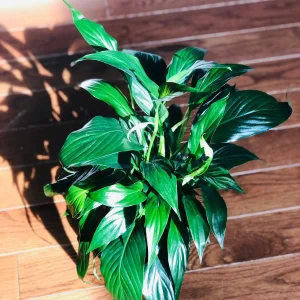Peace Lily Live Plant - 4