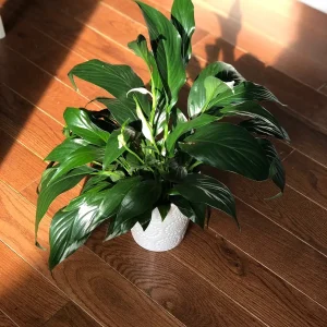 Peace Lily Live Plant - 4