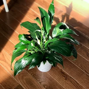 Peace Lily Live Plant - 4