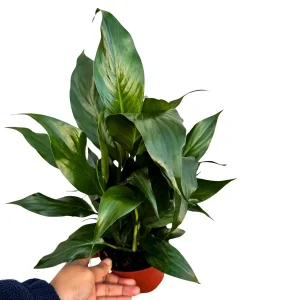 Peace Lily Live Plant 4" Pot - Indoor Blooming Spathiphyllum - Air Purifying - Image 2