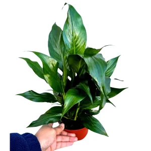Peace Lily Live Plant 4" Pot - Indoor Blooming Spathiphyllum - Air Purifying - Image 1