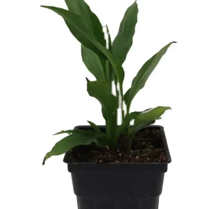 Peace Lily Live Plant - Spathiphyllum - 2.5" Pot - Indoor Houseplant - Image 2