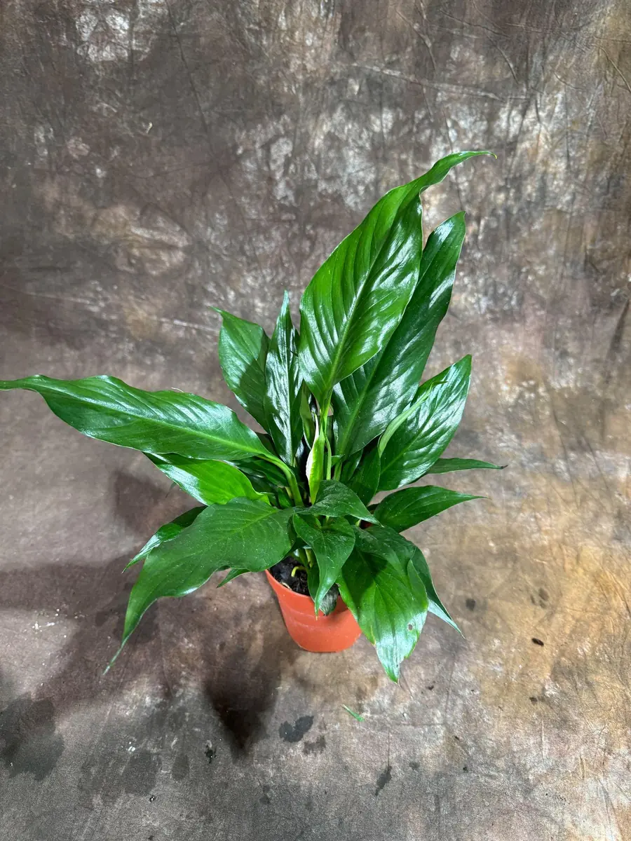 Peace Lily Live Plant - Spathiphyllum in 4 inch Nursery Pot - Air Purifying Indoor Houseplant - Image 2