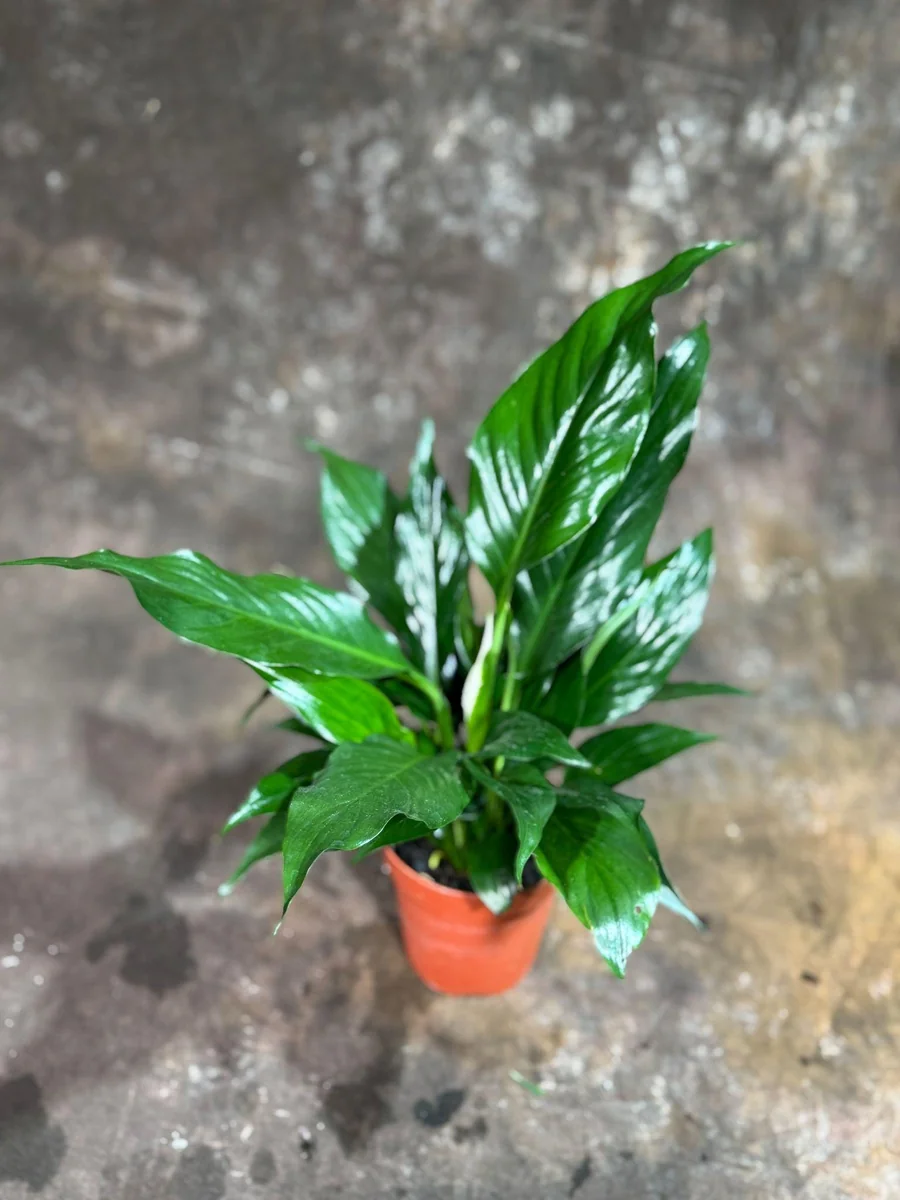 Peace Lily Live Plant - Spathiphyllum in 4 inch Nursery Pot - Air Purifying Indoor Houseplant - Image 3