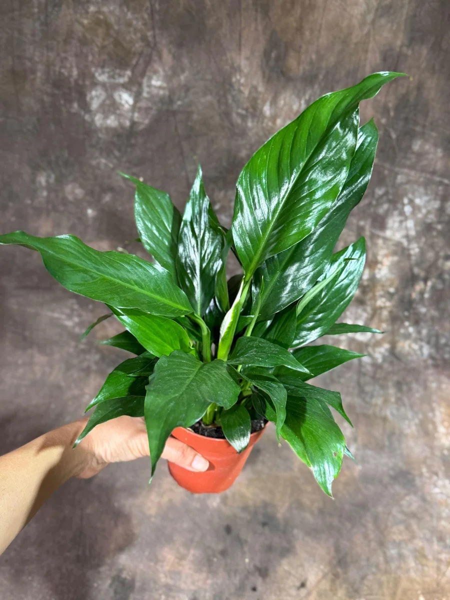 Peace Lily Live Plant - Spathiphyllum in 4 inch Nursery Pot - Air Purifying Indoor Houseplant - Image 4