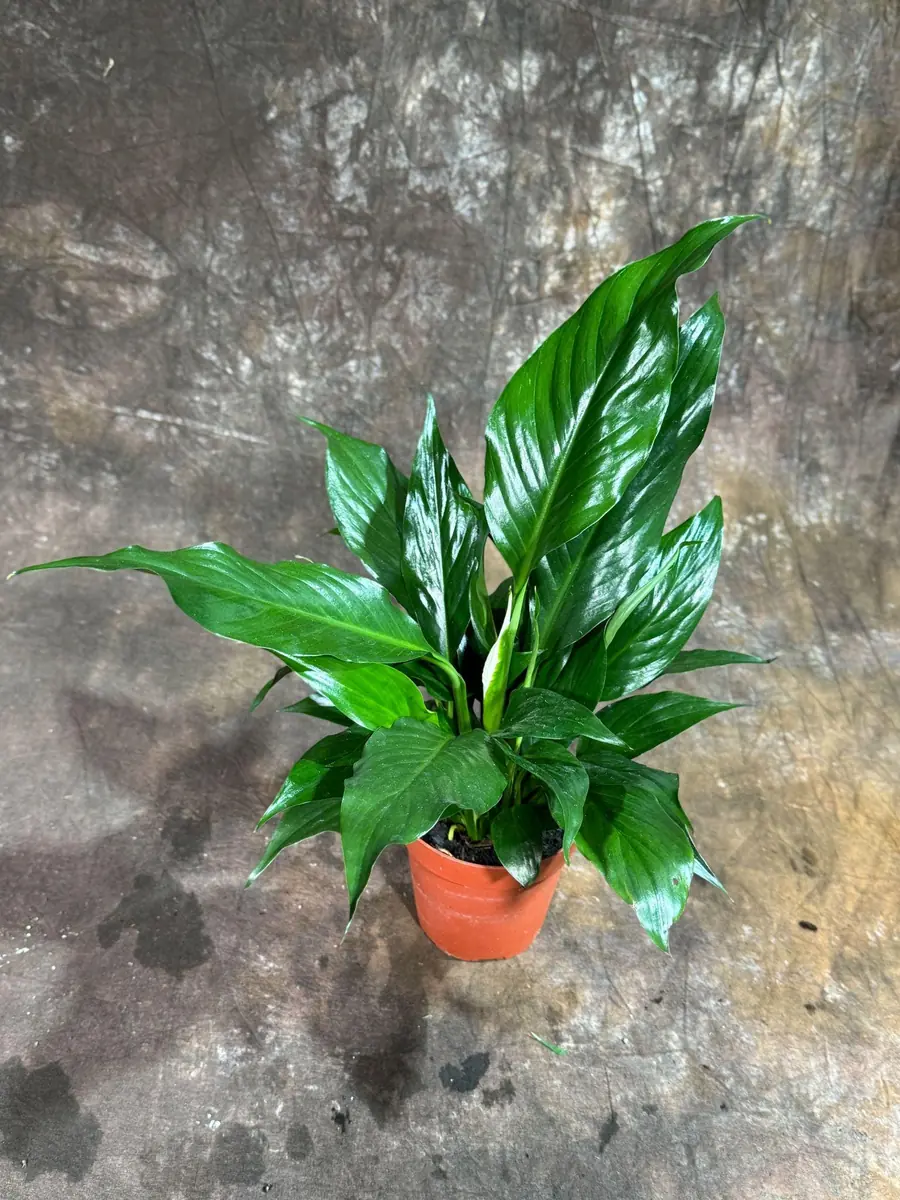 Peace Lily Live Plant - Spathiphyllum in 4 inch Nursery Pot - Air Purifying Indoor Houseplant - Image 5