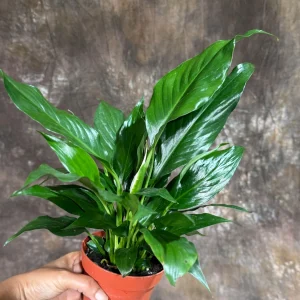 Peace Lily Live Plant - Spathiphyllum in 4 inch Nursery Pot - Air Purifying Indoor Houseplant - Image 6