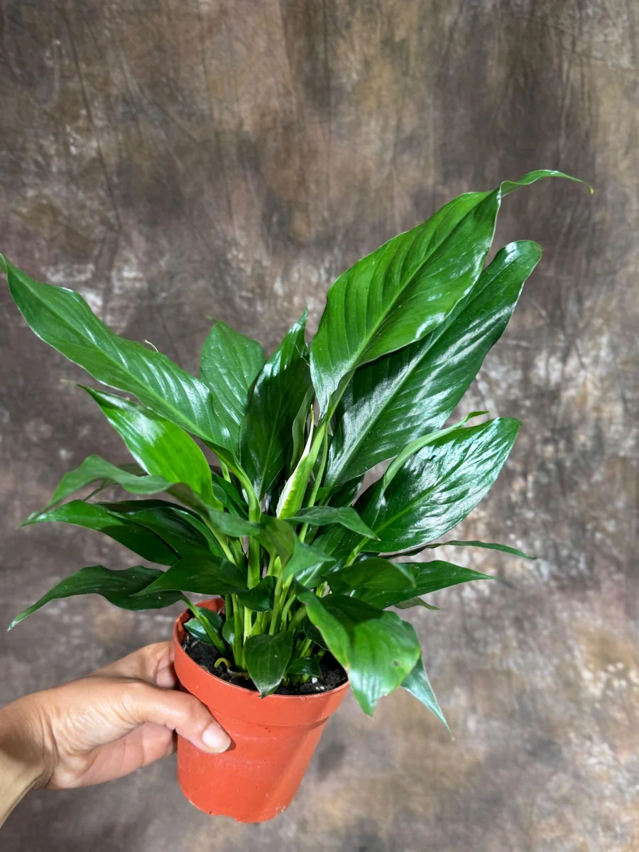 Peace Lily Live Plant - Spathiphyllum in 4 inch Nursery Pot - Air Purifying Indoor Houseplant - Image 6