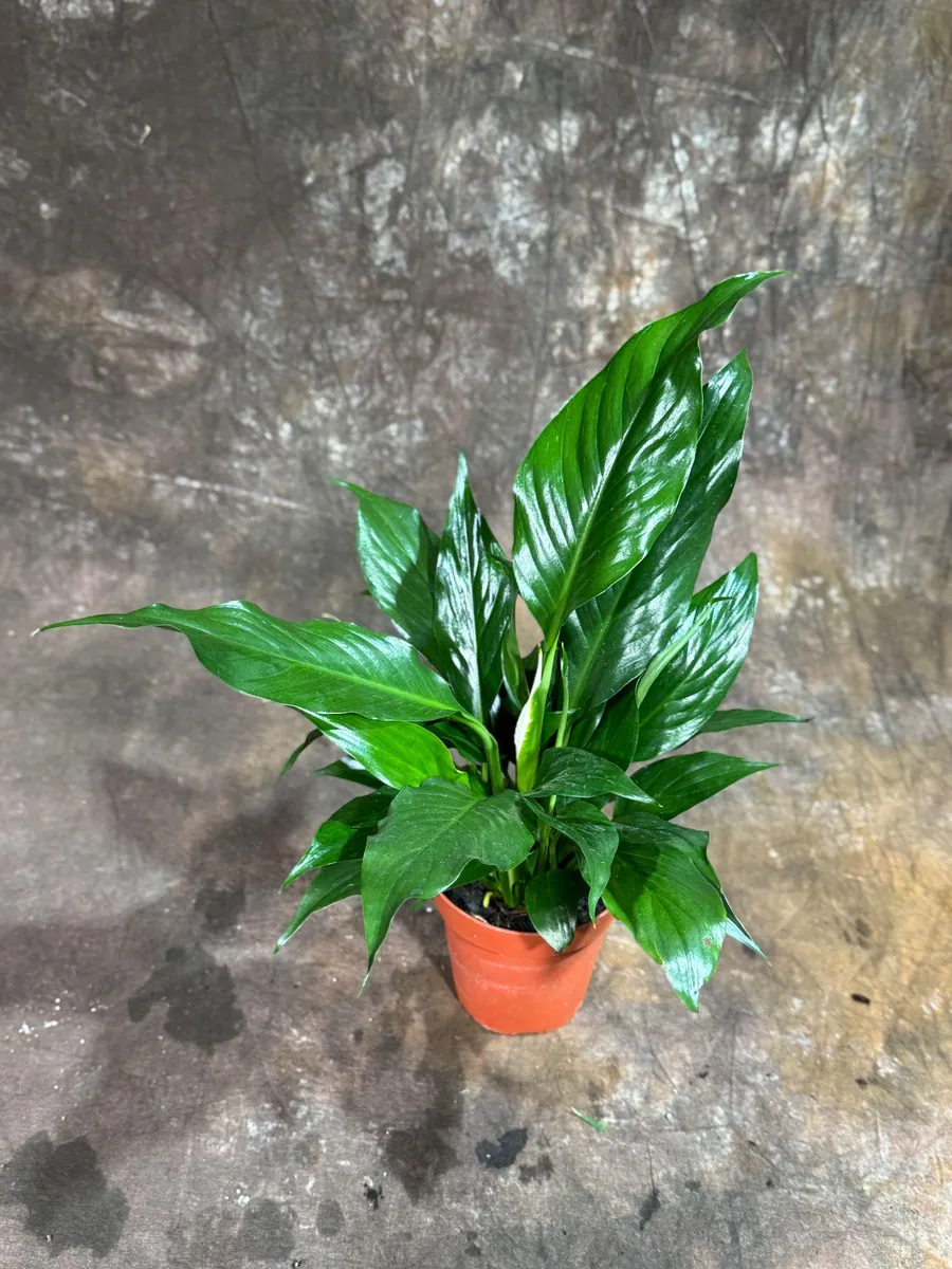 Peace Lily Live Plant - Spathiphyllum in 4 inch Nursery Pot - Air Purifying Indoor Houseplant - Image 7