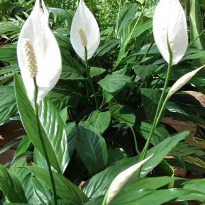 Peace Lily Live Plant - Spathiphyllum - Low Light Houseplant - 4 inch Pot - Image 2