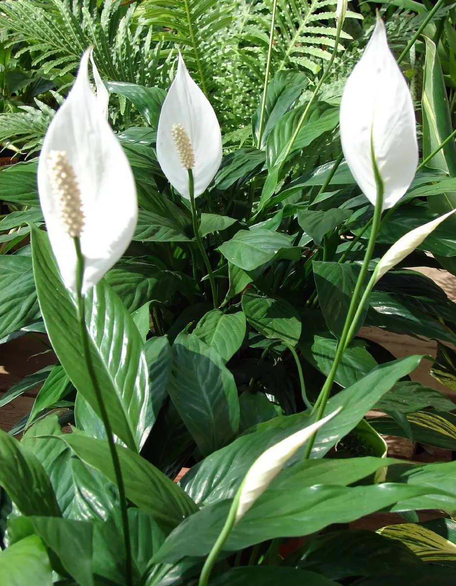 Peace Lily Live Plant - Spathiphyllum - Low Light Houseplant - 4 inch Pot - Image 2