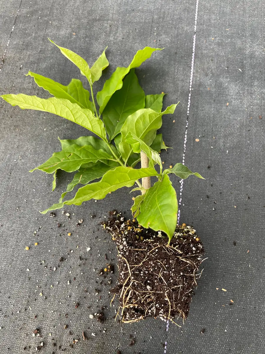 Peanut Butter Fruit Tree Live Plant - Well Rooted Starter, 4 inch Pot, Tropical Exotic - Image 10