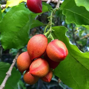 Peanut Butter Fruit Tree Live Plant - Well Rooted Starter, 4 inch Pot, Tropical Exotic - Image 2