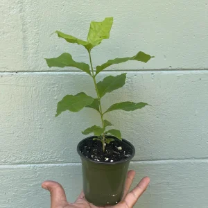 Peanut Butter Fruit Tree Live Plant - Well Rooted Starter, 4 inch Pot, Tropical Exotic - Image 3