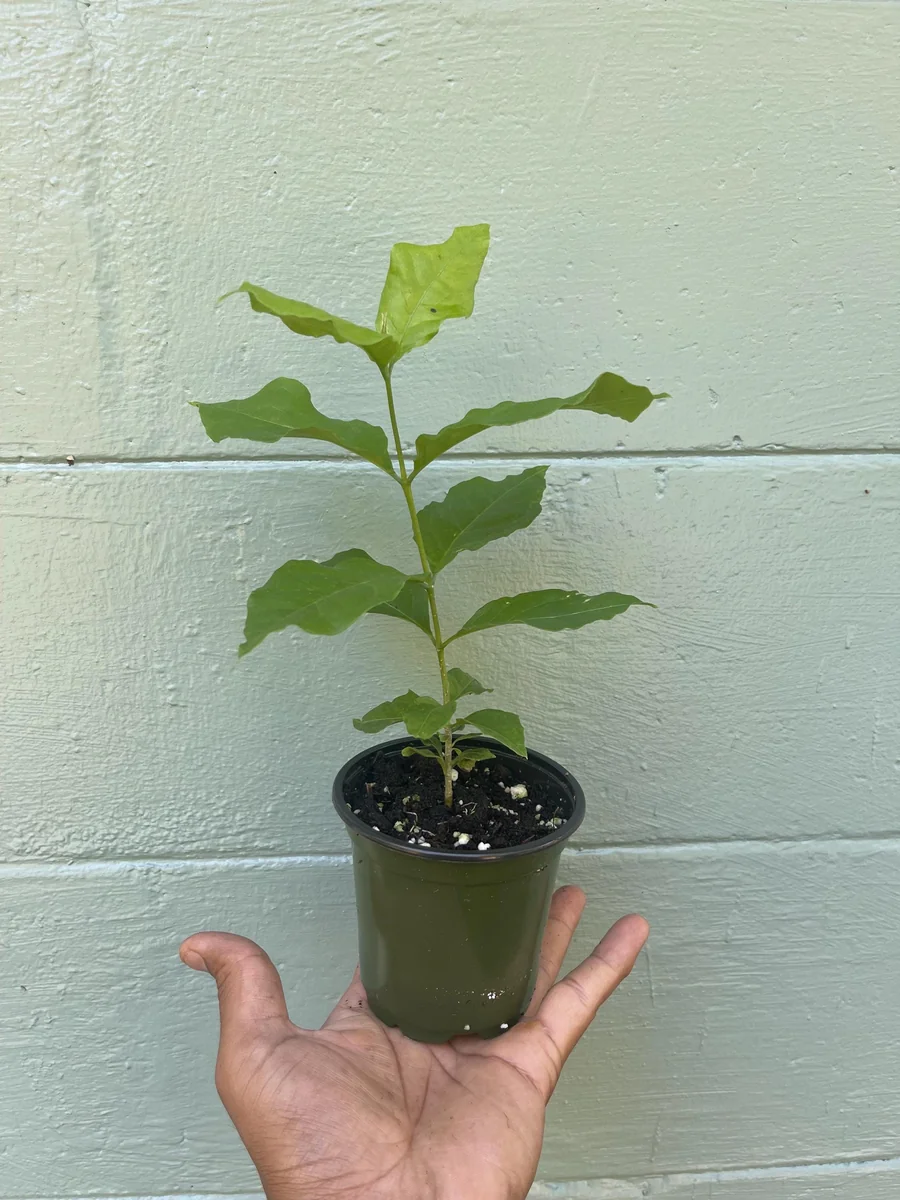 Peanut Butter Fruit Tree Live Plant - Well Rooted Starter, 4 inch Pot, Tropical Exotic - Image 3