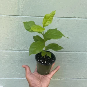 Peanut Butter Fruit Tree Live Plant - Well Rooted Starter, 4 inch Pot, Tropical Exotic - Image 1