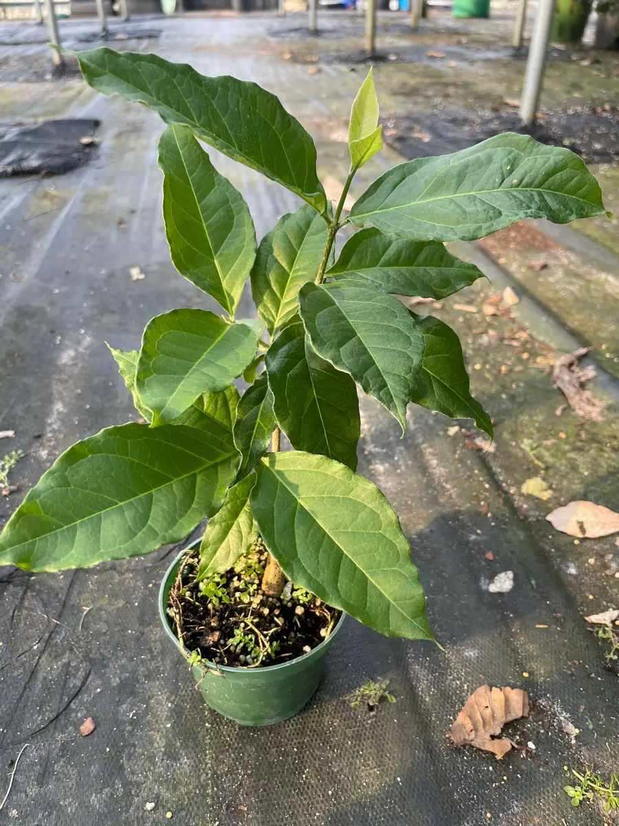 Peanut Butter Fruit Tree Live Plant - Well Rooted Starter, 4 inch Pot, Tropical Exotic - Image 4