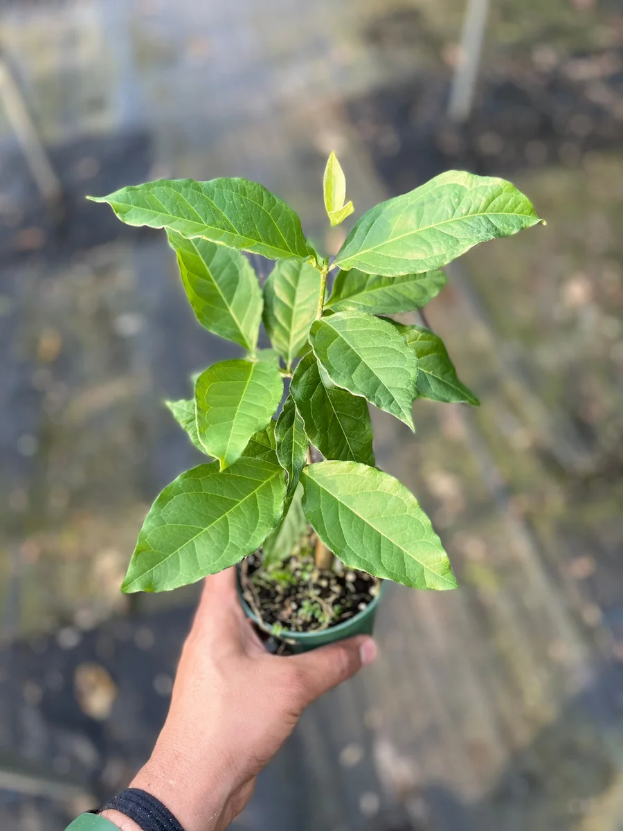 Peanut Butter Fruit Tree Live Plant - Well Rooted Starter, 4 inch Pot, Tropical Exotic - Image 5