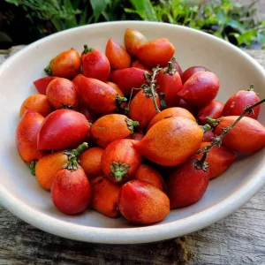 Peanut Butter Fruit Tree Live Plant - Well Rooted Starter, 4 inch Pot, Tropical Exotic - Image 6