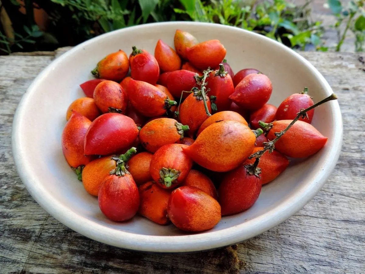 Peanut Butter Fruit Tree Live Plant - Well Rooted Starter, 4 inch Pot, Tropical Exotic - Image 6