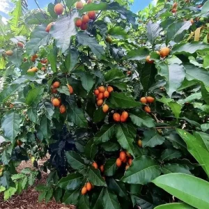 Peanut Butter Fruit Tree Live Plant - Well Rooted Starter, 4 inch Pot, Tropical Exotic - Image 7