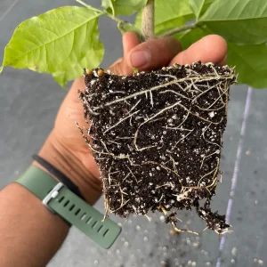 Peanut Butter Fruit Tree Live Plant - Well Rooted Starter, 4 inch Pot, Tropical Exotic - Image 8