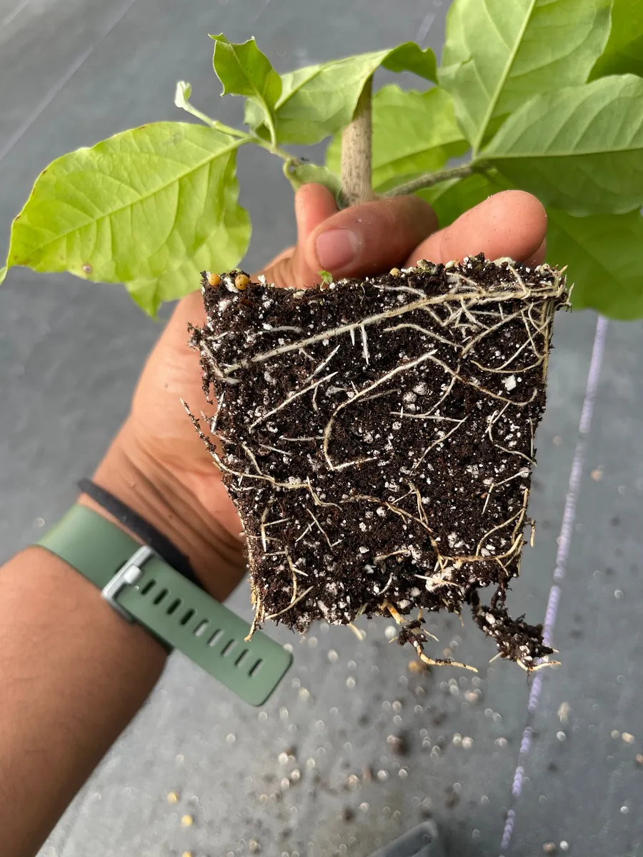 Peanut Butter Fruit Tree Live Plant - Well Rooted Starter, 4 inch Pot, Tropical Exotic - Image 8