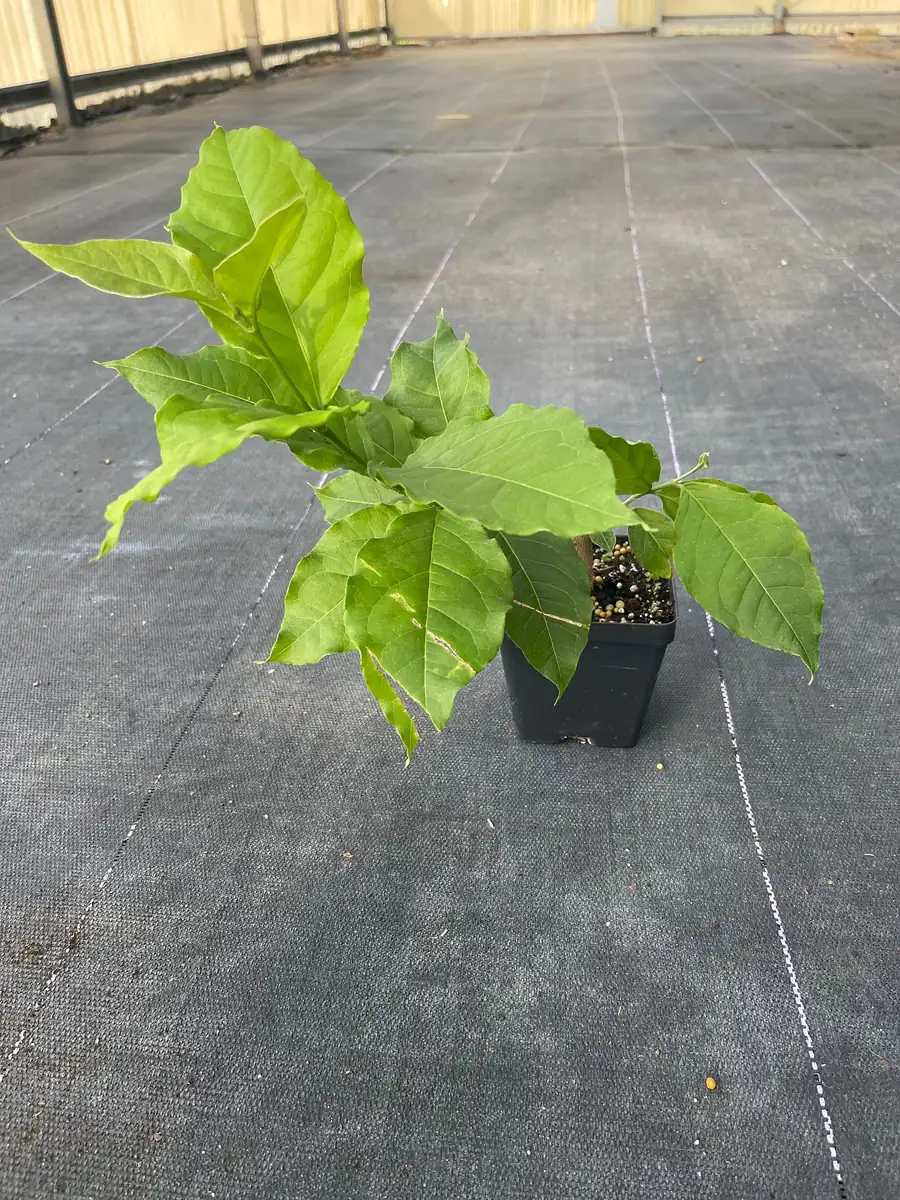 Peanut Butter Fruit Tree Live Plant - Well Rooted Starter, 4 inch Pot, Tropical Exotic - Image 9