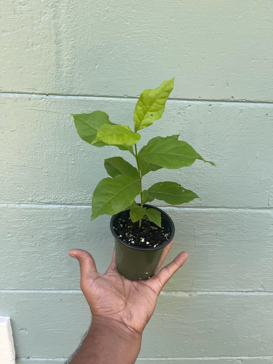 Peanut Butter Fruit Tree Live Plant - Well Rooted Starter, 4 inch Pot, Tropical Exotic - Image 1