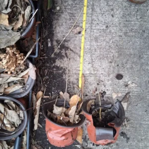 Pear Tree Live Plant – Various Types, 2-10 Inches Tall – Outdoor Fruit Tree - Image 3