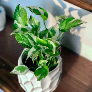 Pearl and Jade Pothos Cutting - Unrooted Live Plant - Variegated Houseplant - Image 3