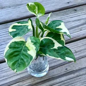 Pearl and Jade Pothos Cutting - Unrooted Live Plant - Variegated Houseplant - Image 1