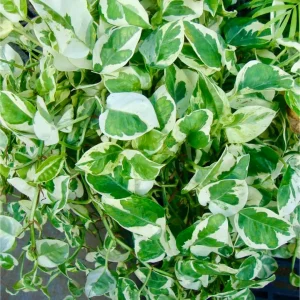 Pearl and Jade Pothos Cutting - Unrooted Live Plant - Variegated Houseplant - Image 4