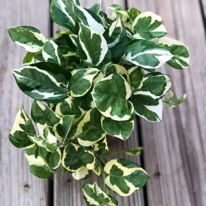 Pearl and Jade Pothos Cutting - Unrooted Live Plant - Variegated Houseplant - Image 5