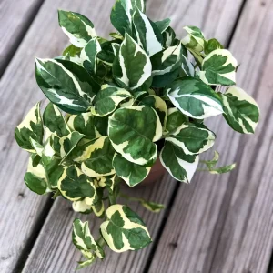 Pearl and Jade Pothos Cutting - Unrooted Live Plant - Variegated Houseplant - Image 6