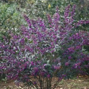 Pearl Glam Beautyberry Live Plant - Purple Foliage Shrub - 4 inch Pot - Outdoor - Image 2