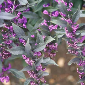 Pearl Glam Beautyberry Live Plant - Purple Foliage Shrub - 4 inch Pot - Outdoor - Image 3