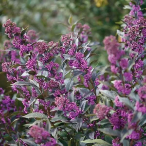 Pearl Glam Beautyberry Live Plant - Purple Foliage Shrub - 4 inch Pot - Outdoor - Image 1