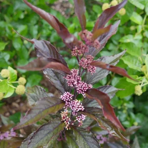 Pearl Glam Beautyberry Live Plant - Purple Foliage Shrub - 4 inch Pot - Outdoor - Image 4
