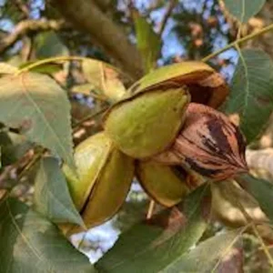 Pecan Tree Bare Root – 3 Pack, 12-24in Tall Carya illinoinensis – Hardy Nut Tree - Image 1